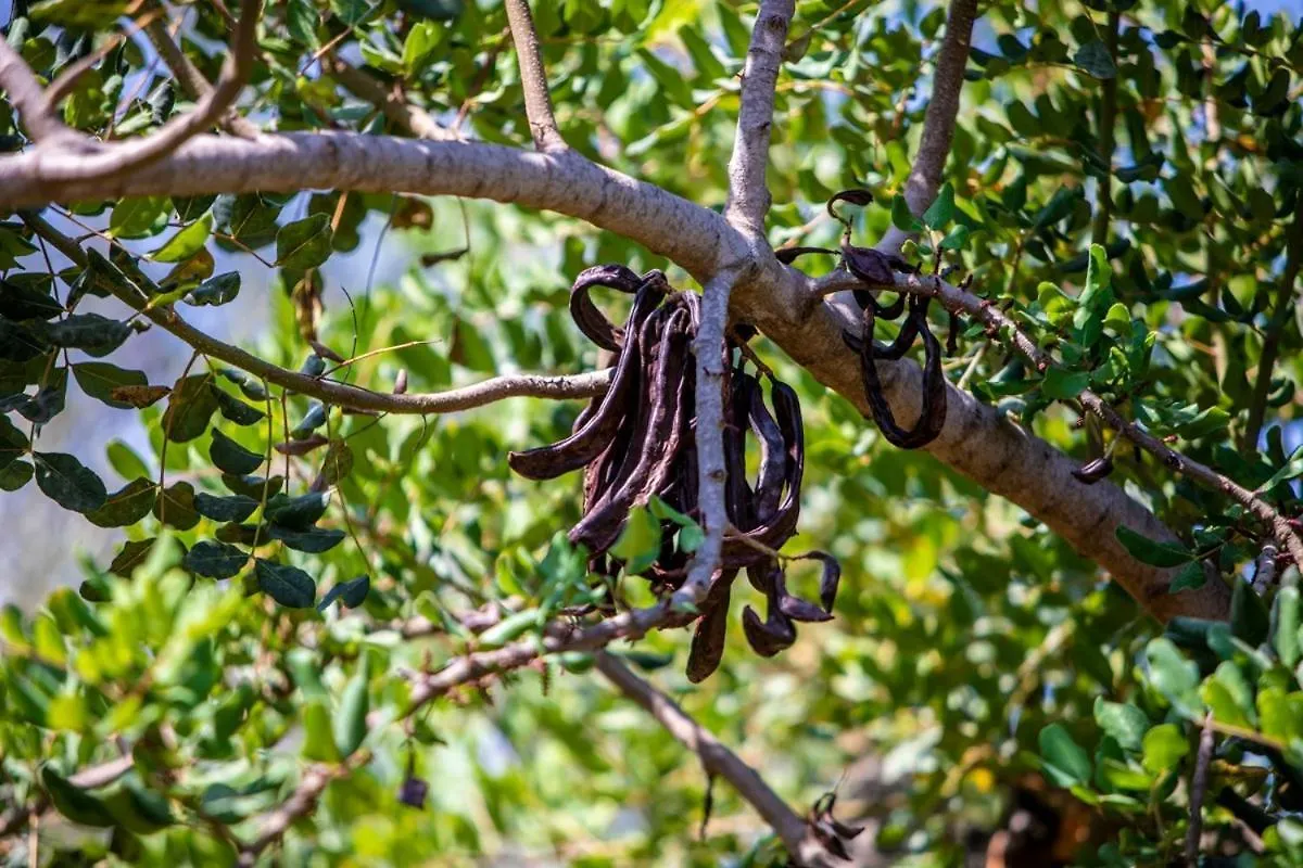 Nyaraló Finca Rural Es Pujol Sóller