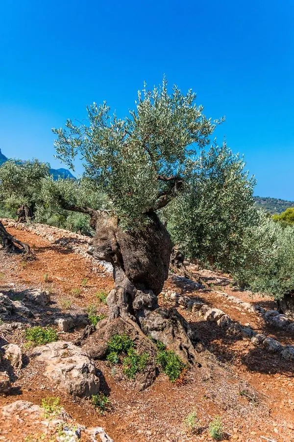 Nyaraló Finca Rural Es Pujol Sóller